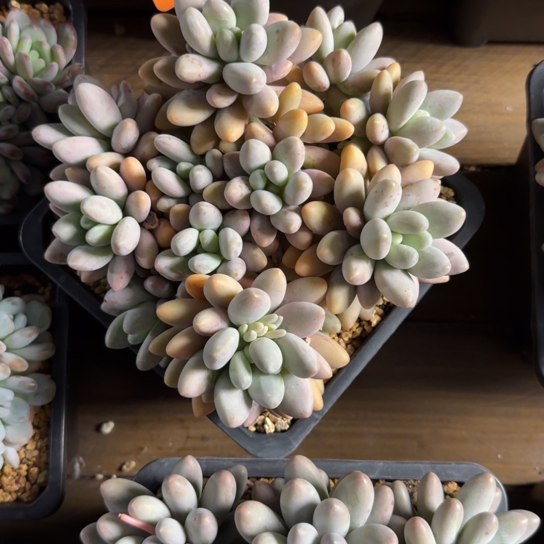 大粉恋11111111111111111111