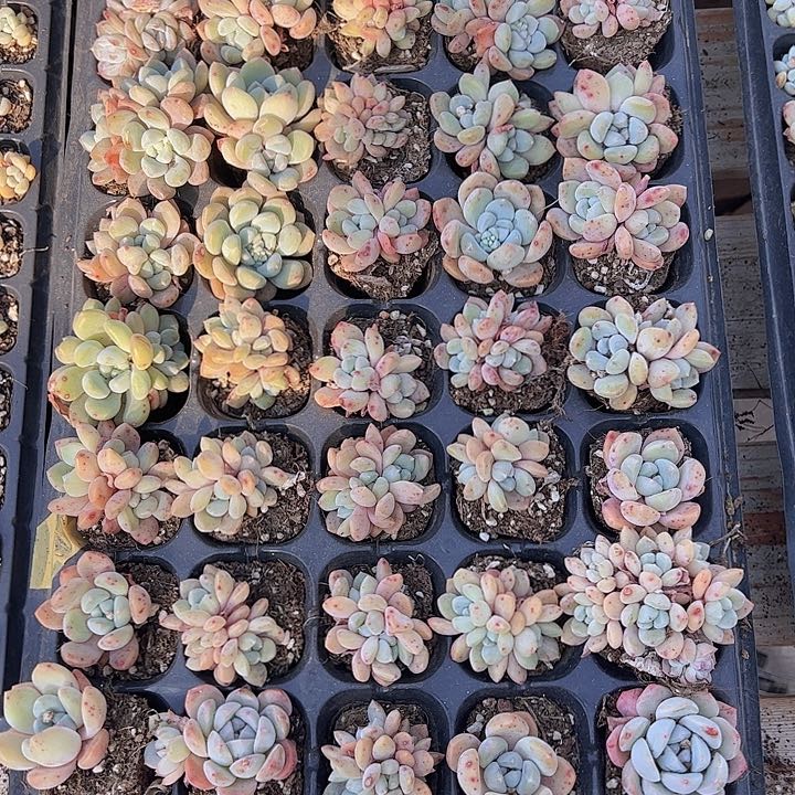 直播福利一物一拍06