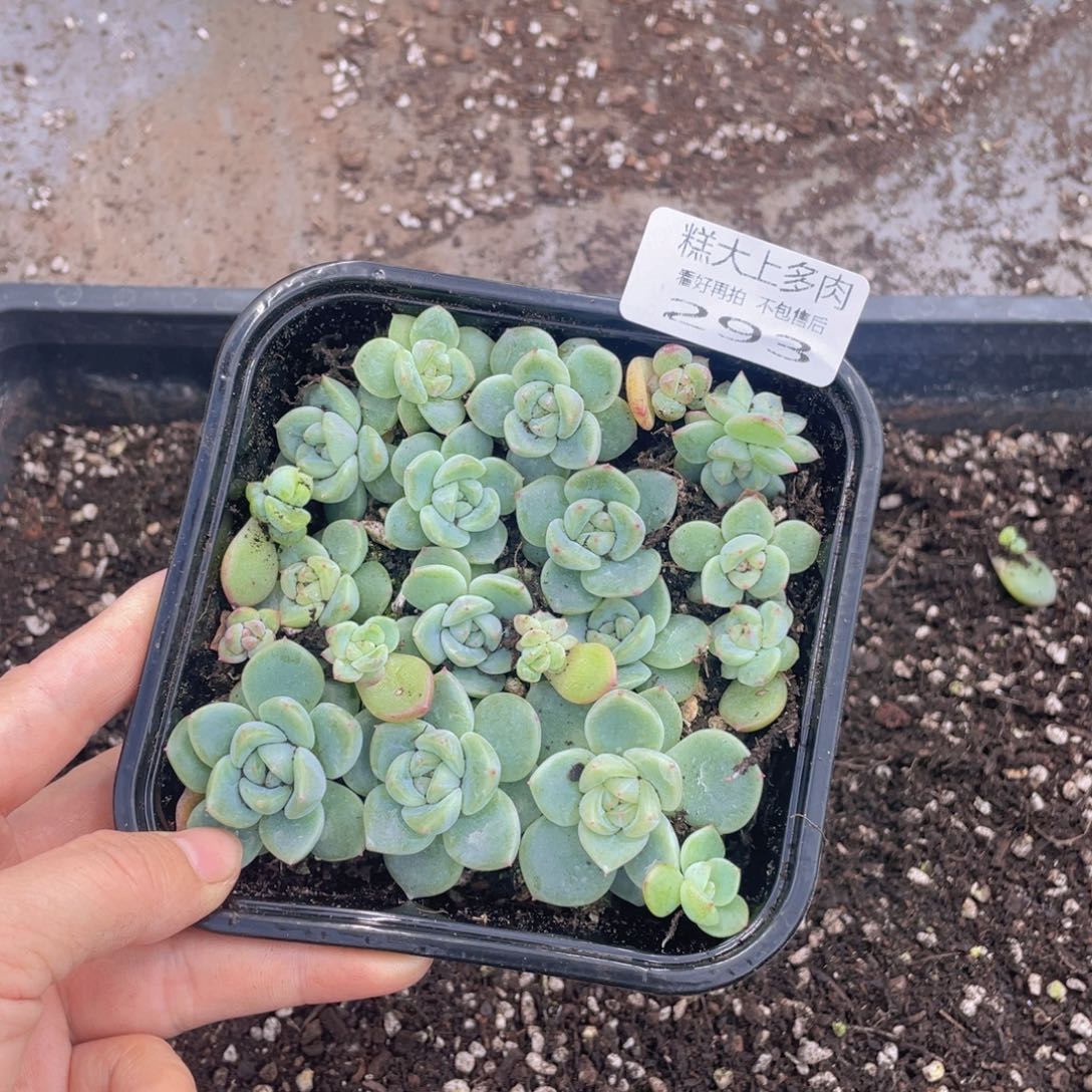 糕大上多肉植物293
