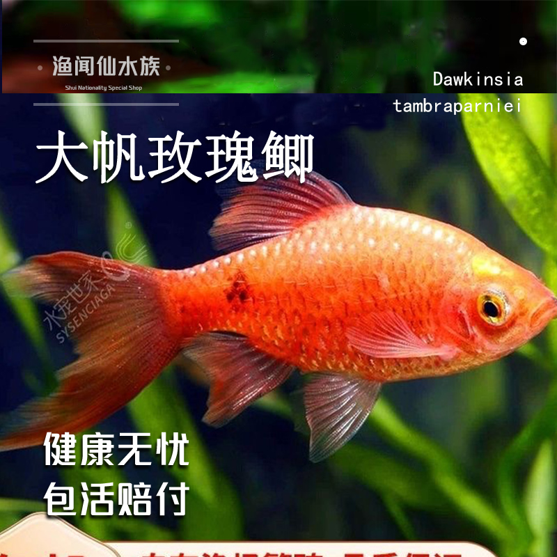 大帆玫瑰鲫冷水鱼原生鱼溪流缸耐低温小型观赏鱼活体养易活新手