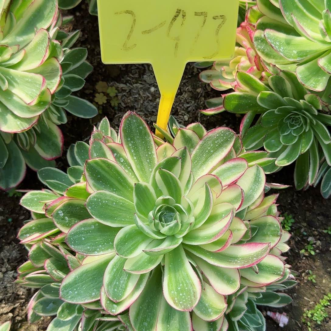 2-473---海王多肉