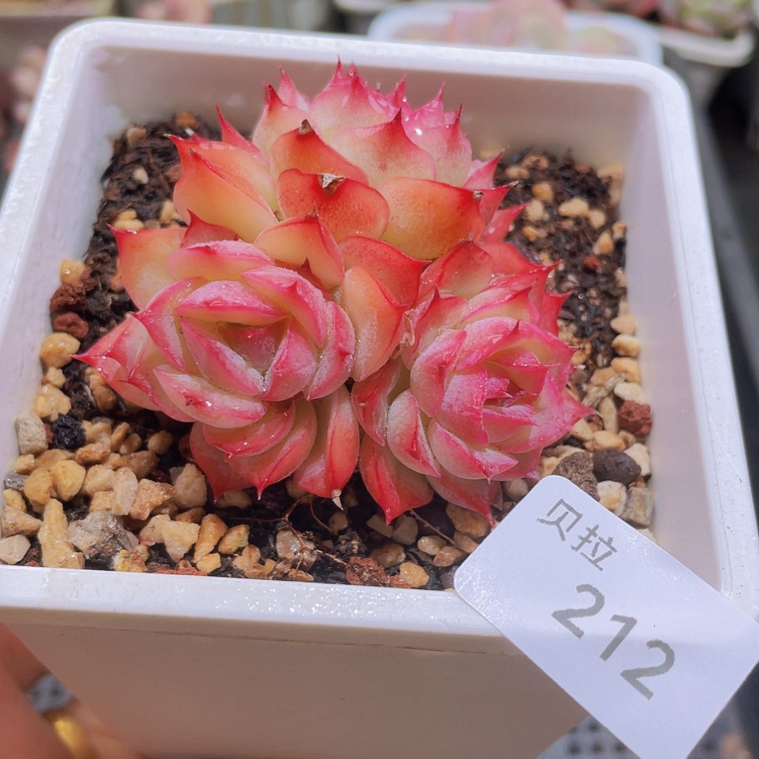 212 精品多肉一物一拍