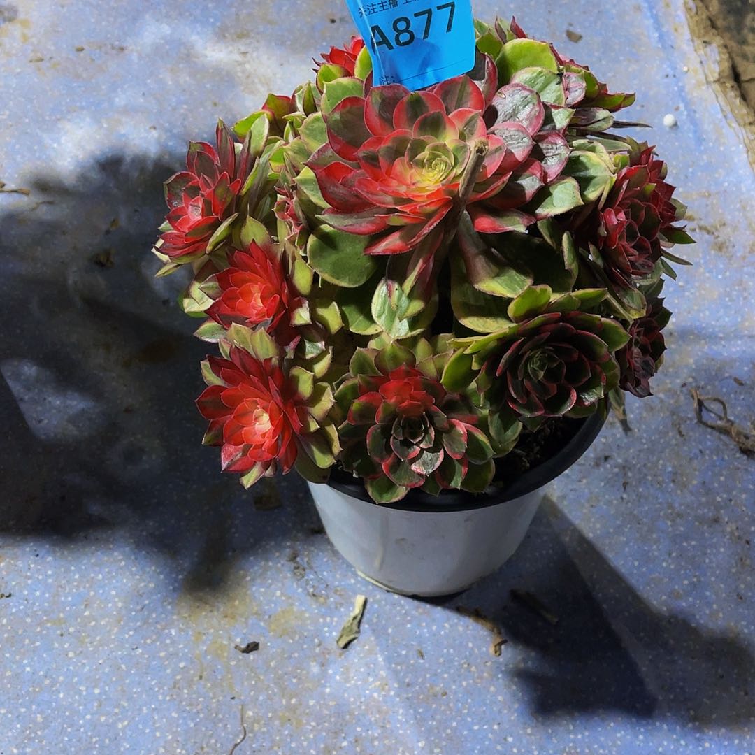 爱***?黑魔锦877拖土发货