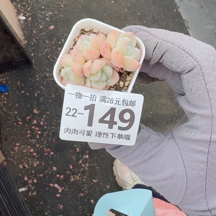 冰玉无盆土发货多肉无盆土