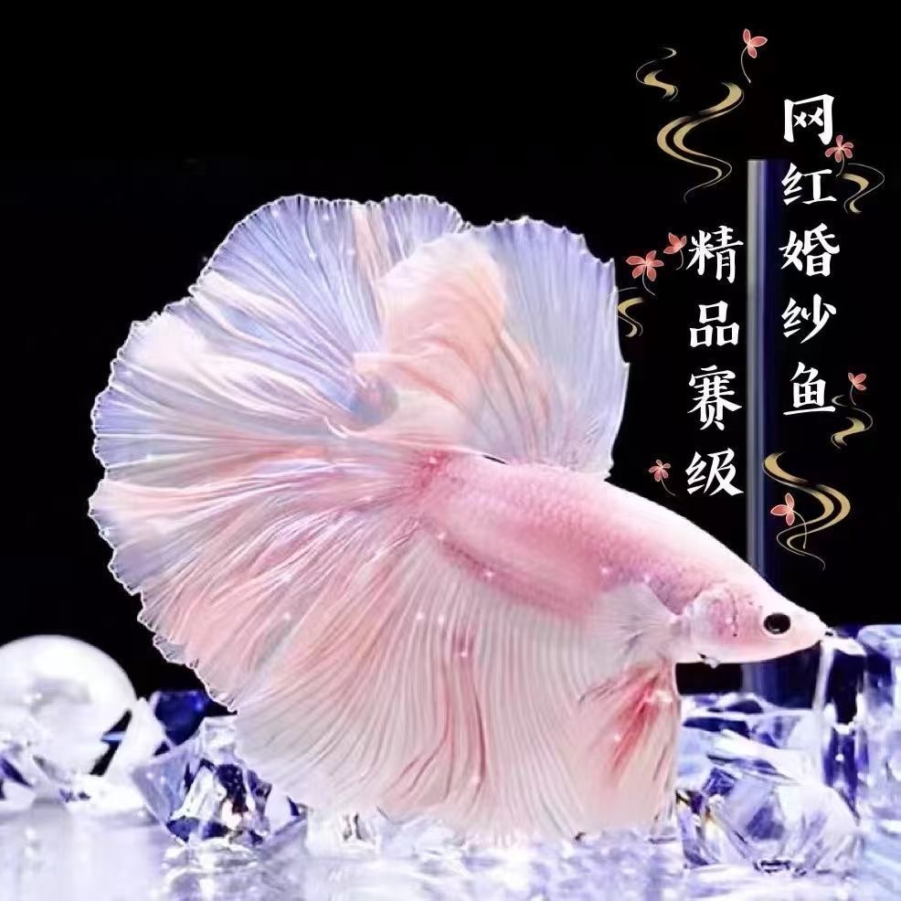 直播选号301-340号cc泰斗水族精品泰国斗鱼穿着婚纱的观赏鱼