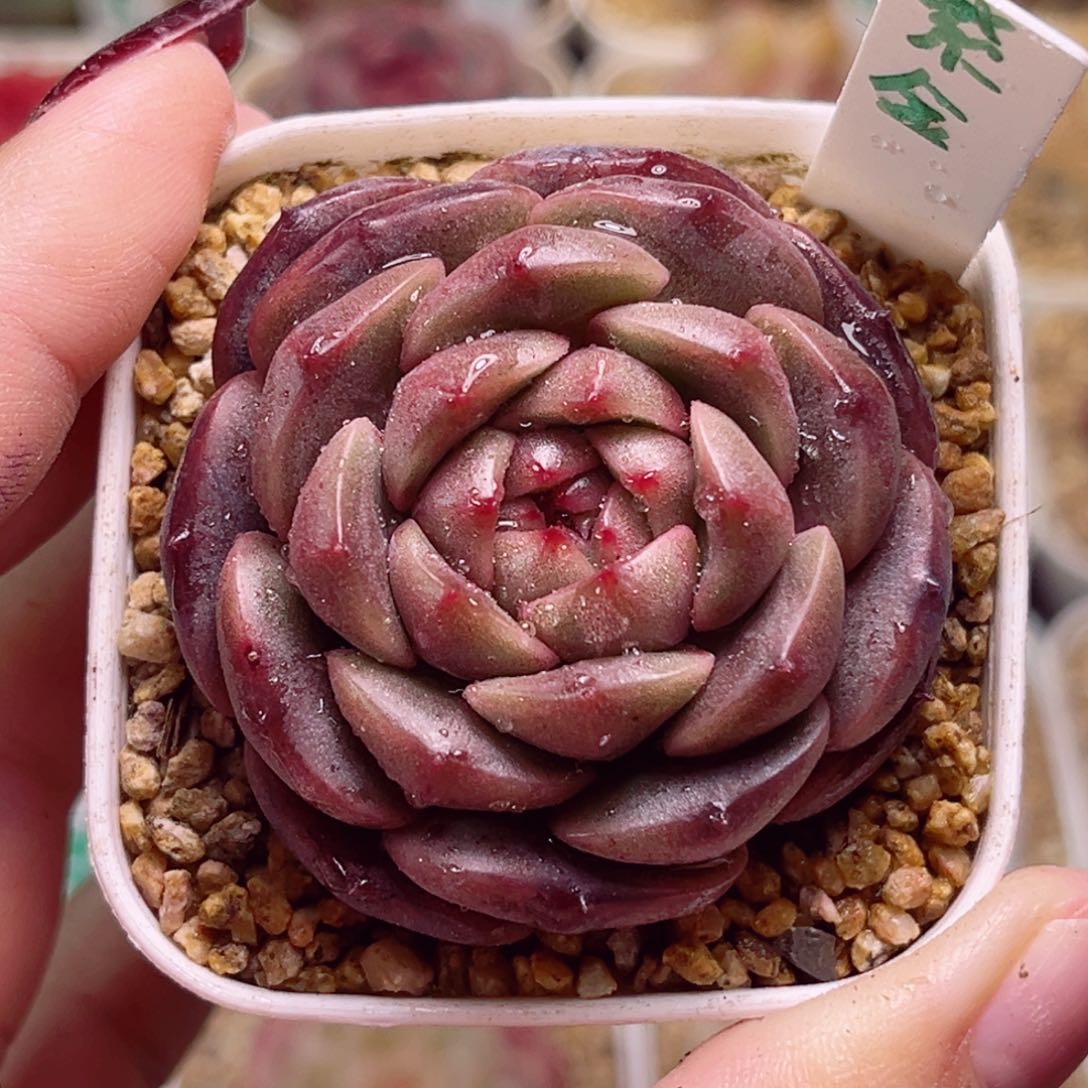 H416一物一拍 紫金