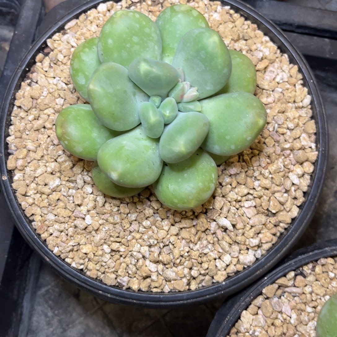 钢***蕾刚果美人系脱土发货，，，，