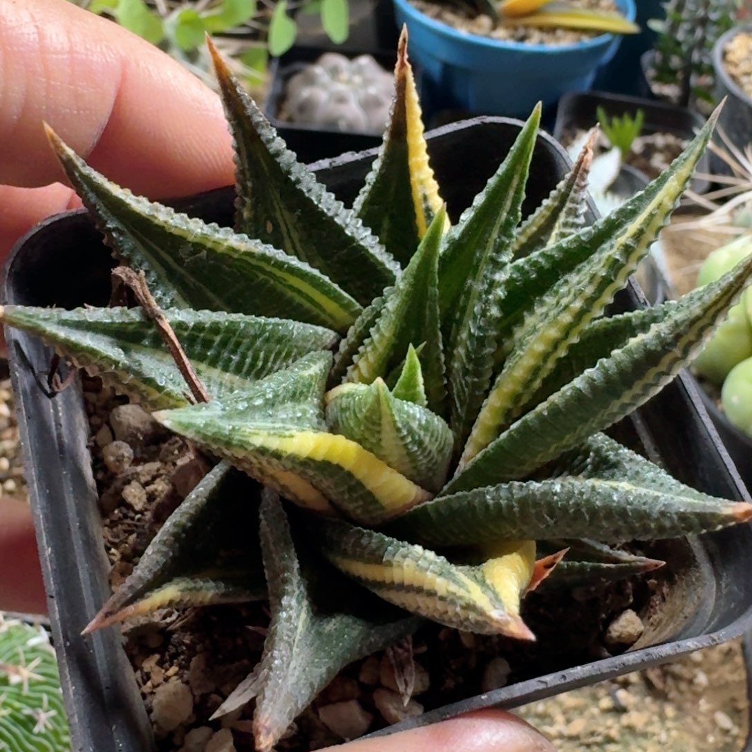 107琉璃殿锦脱土发货