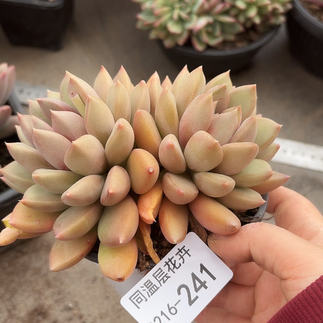 同温层多肉象牙241