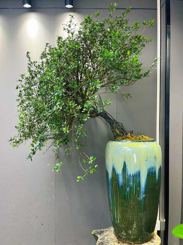 海岛榄叶栀子花（四季爆花精品老庄）