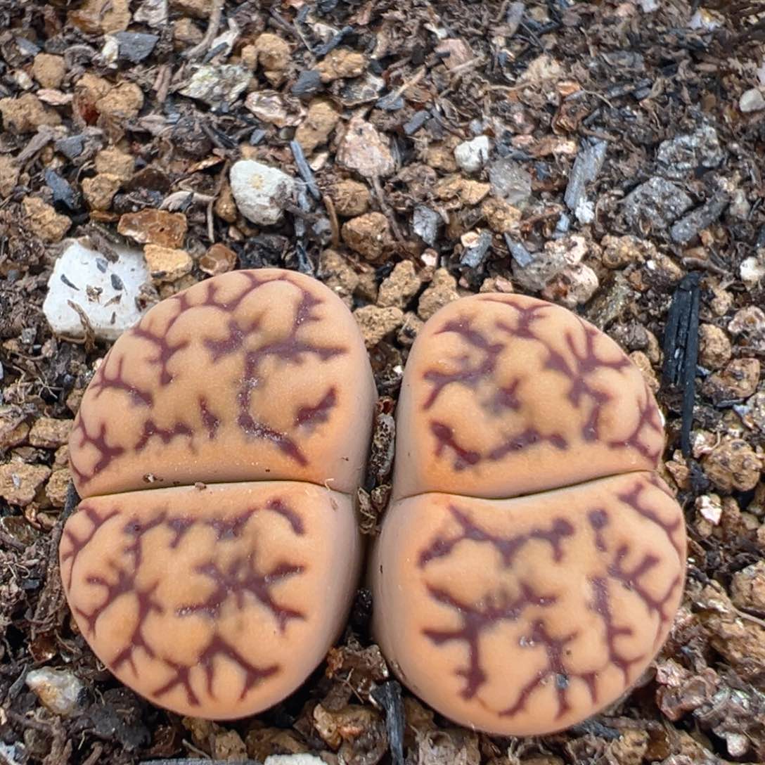 96多肉植物百科知识