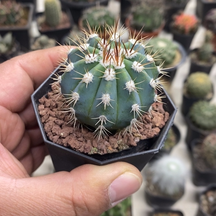 实生蓝云特价福利