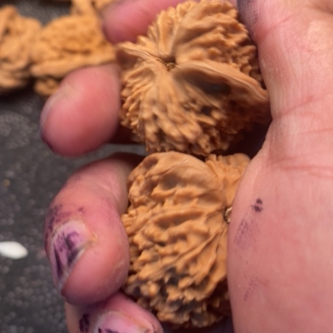 文玩核桃把件满天星3.3