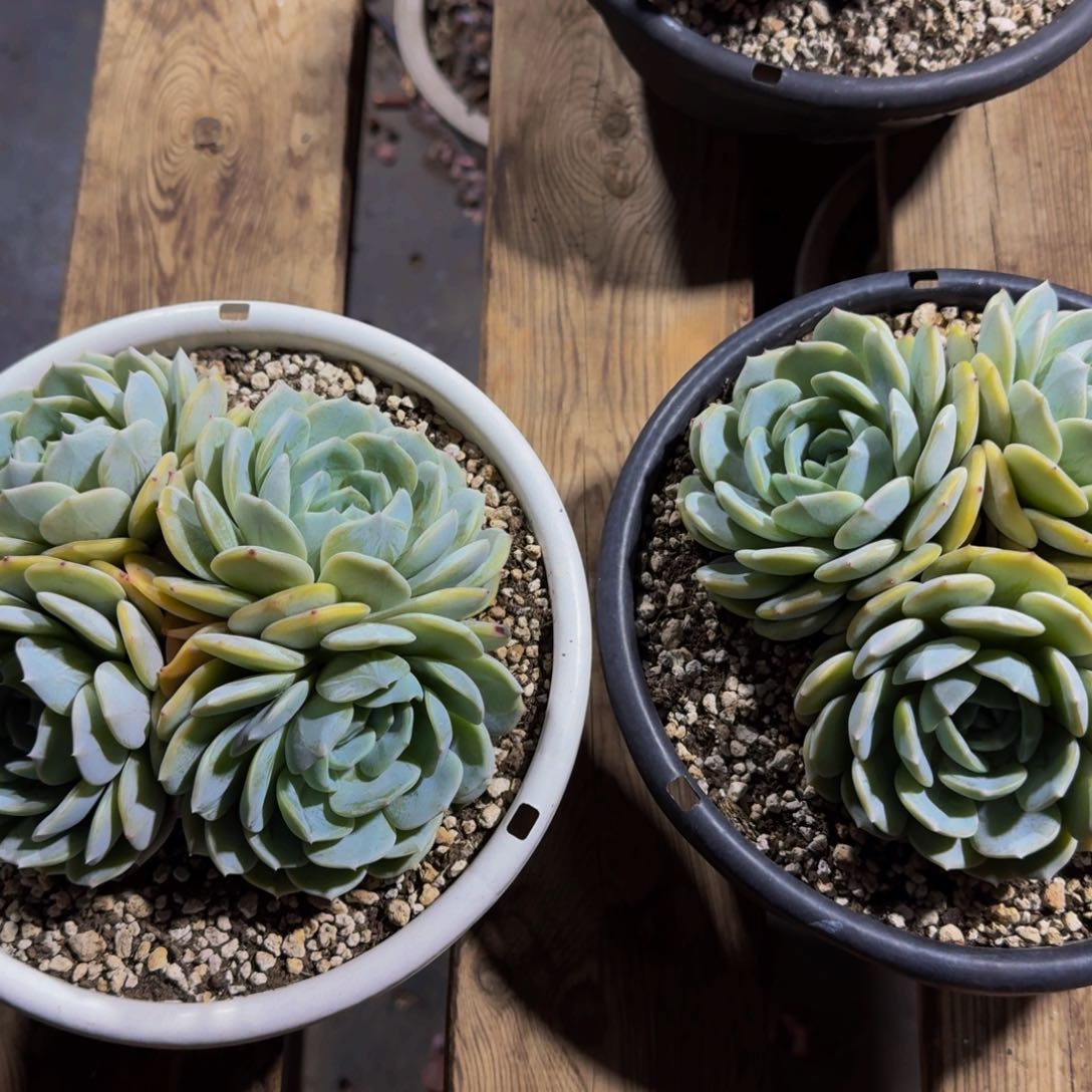 L*.劳林零度不包损多肉