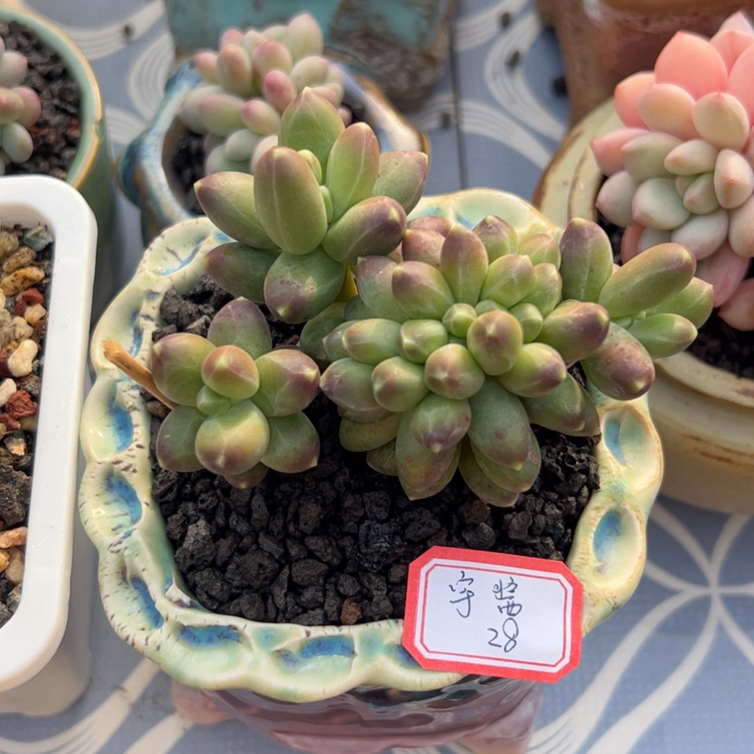 多肉植物多肉植物