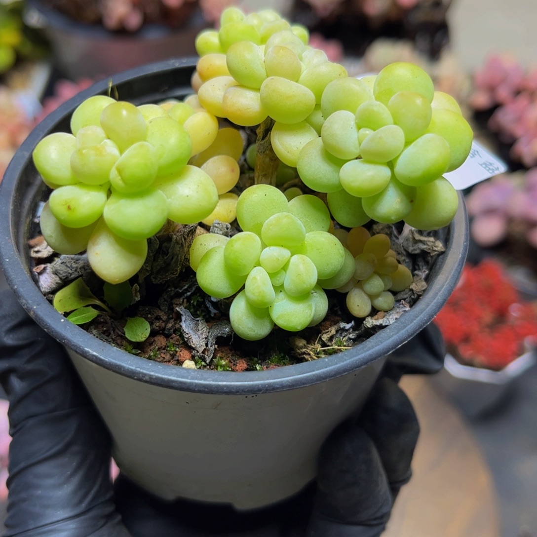 403大花球洛可可7厘米多肉