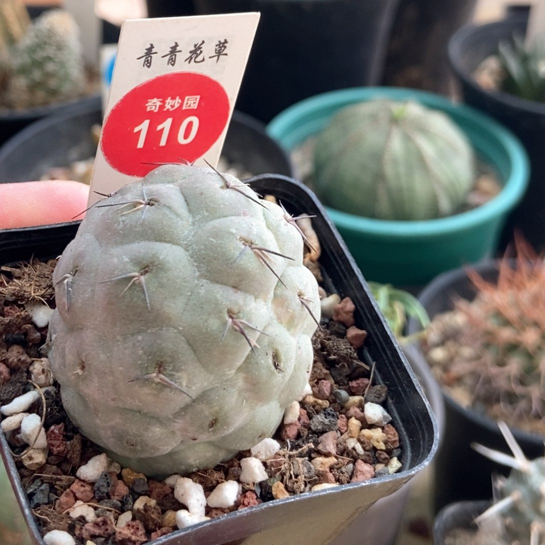 自根习志野3.7cm