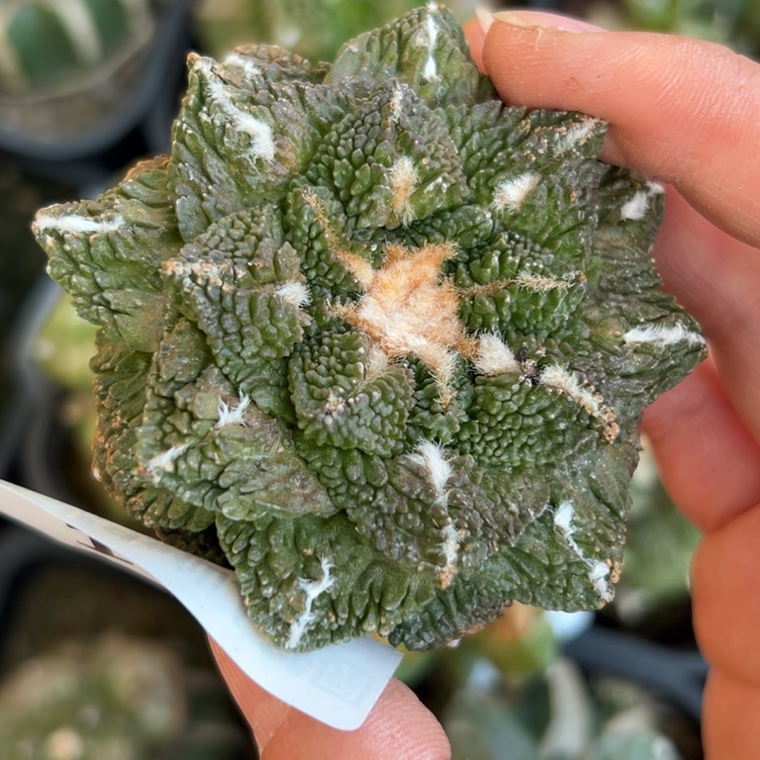 列***巴18 仙人球的比赛将