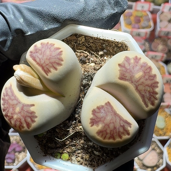生石花111111。   136