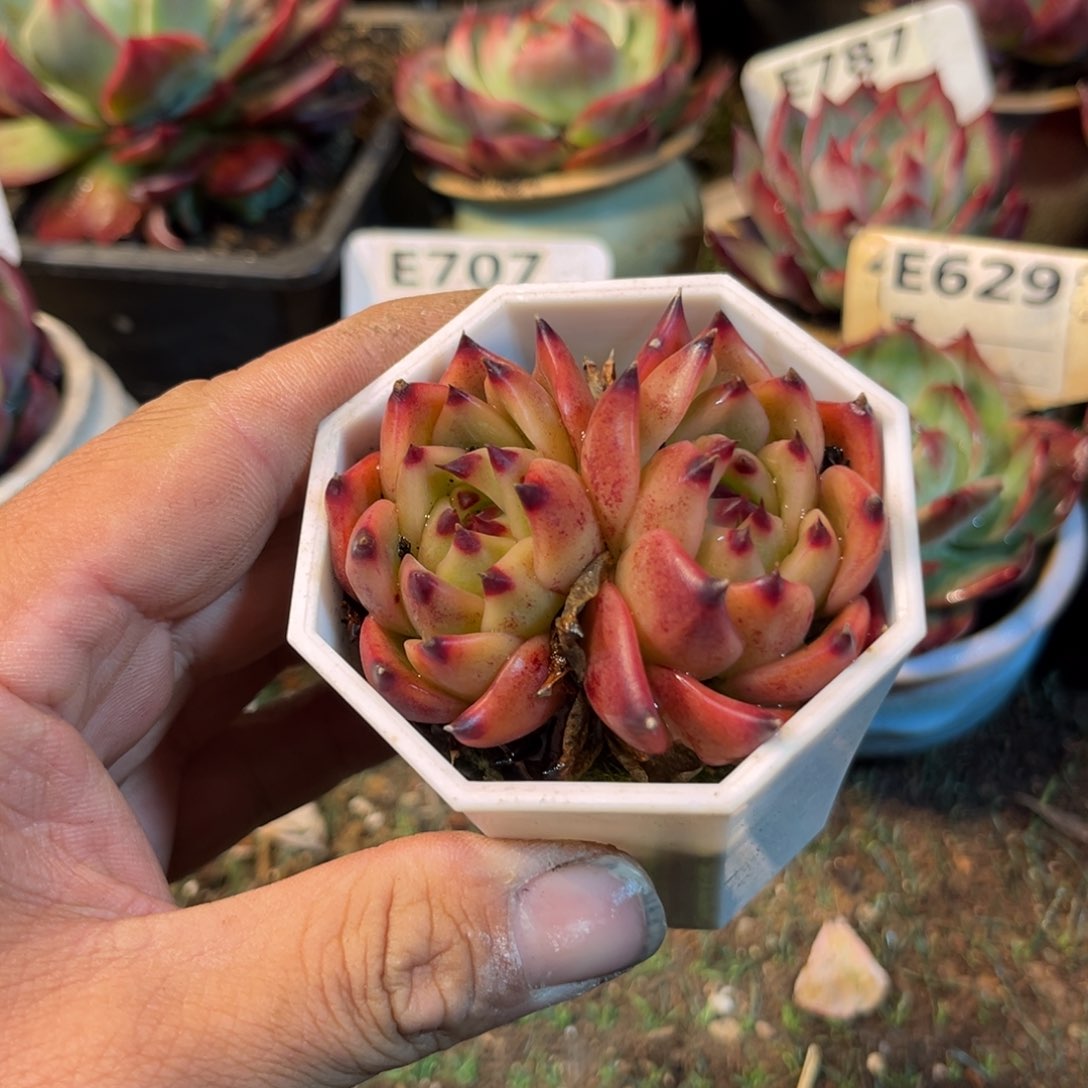 蓝龙多肉植物提取精华