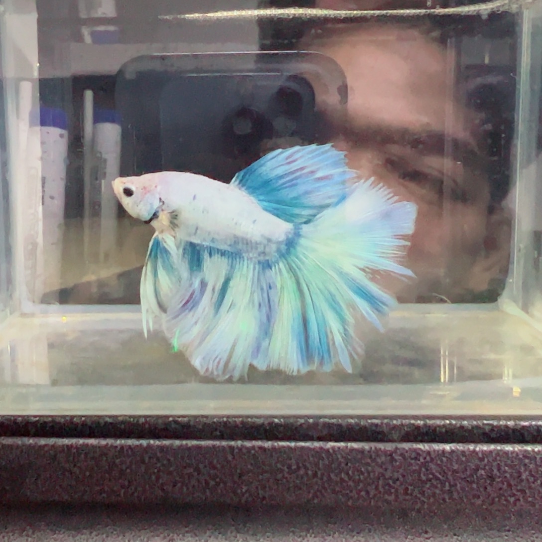 斗鱼浅色特殊尾hhhh