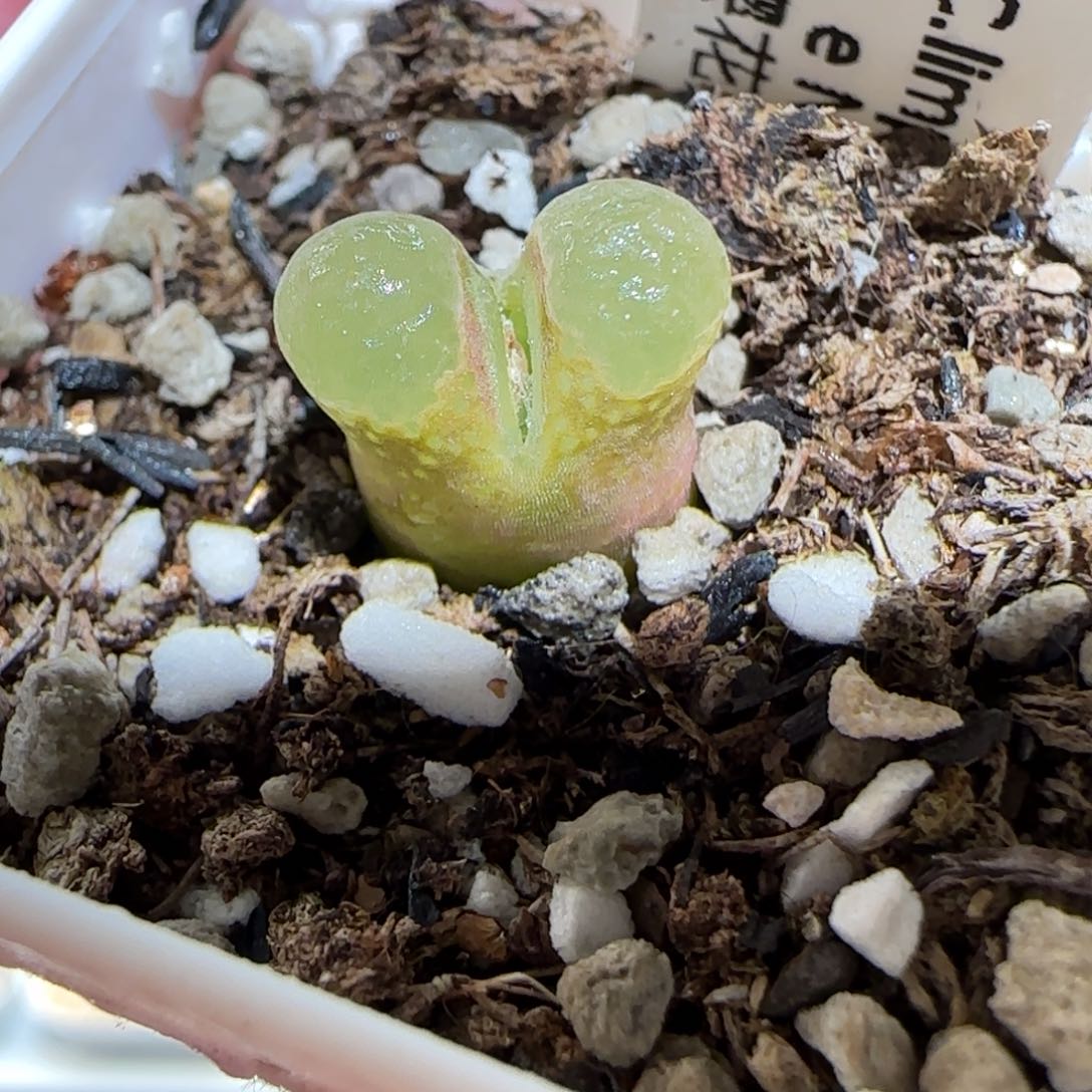 肉锥多肉植物百科-粉樱211