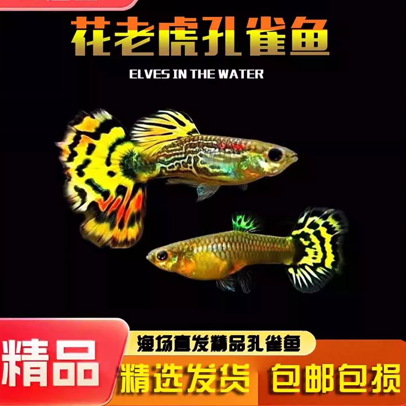 花老虎热带孔雀鱼好养耐活可繁殖适合家庭养殖观赏鱼