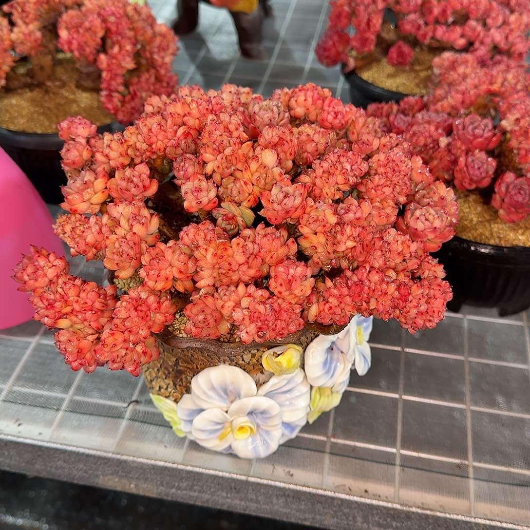 从前慢花园精选彩票缀