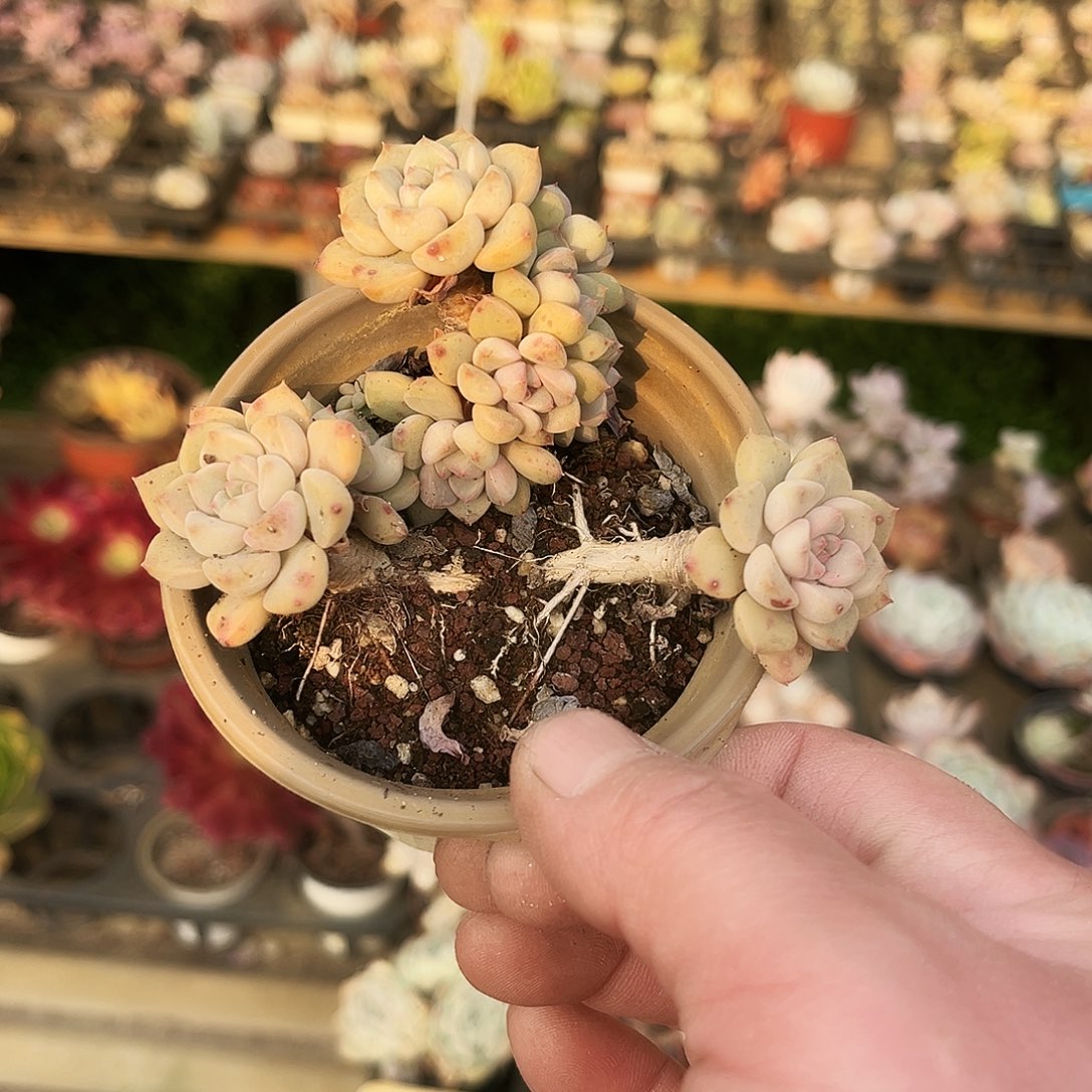 315多肉植物提取萃取剂