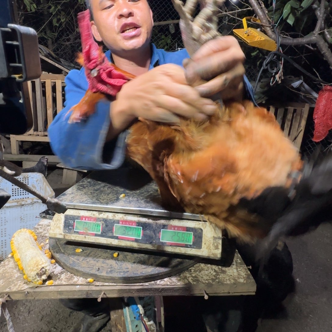 包装中国大陆071樱桃鸡