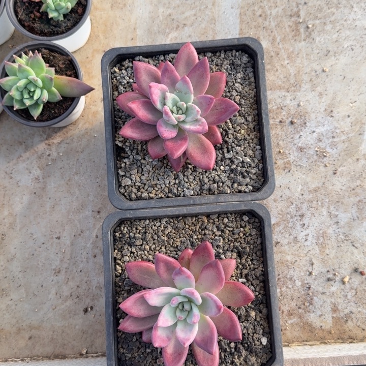 知音 单头 一物一拍