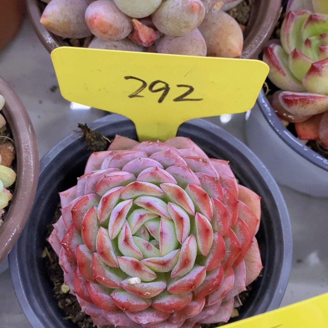 今天开心，精品多肉，一物一拍