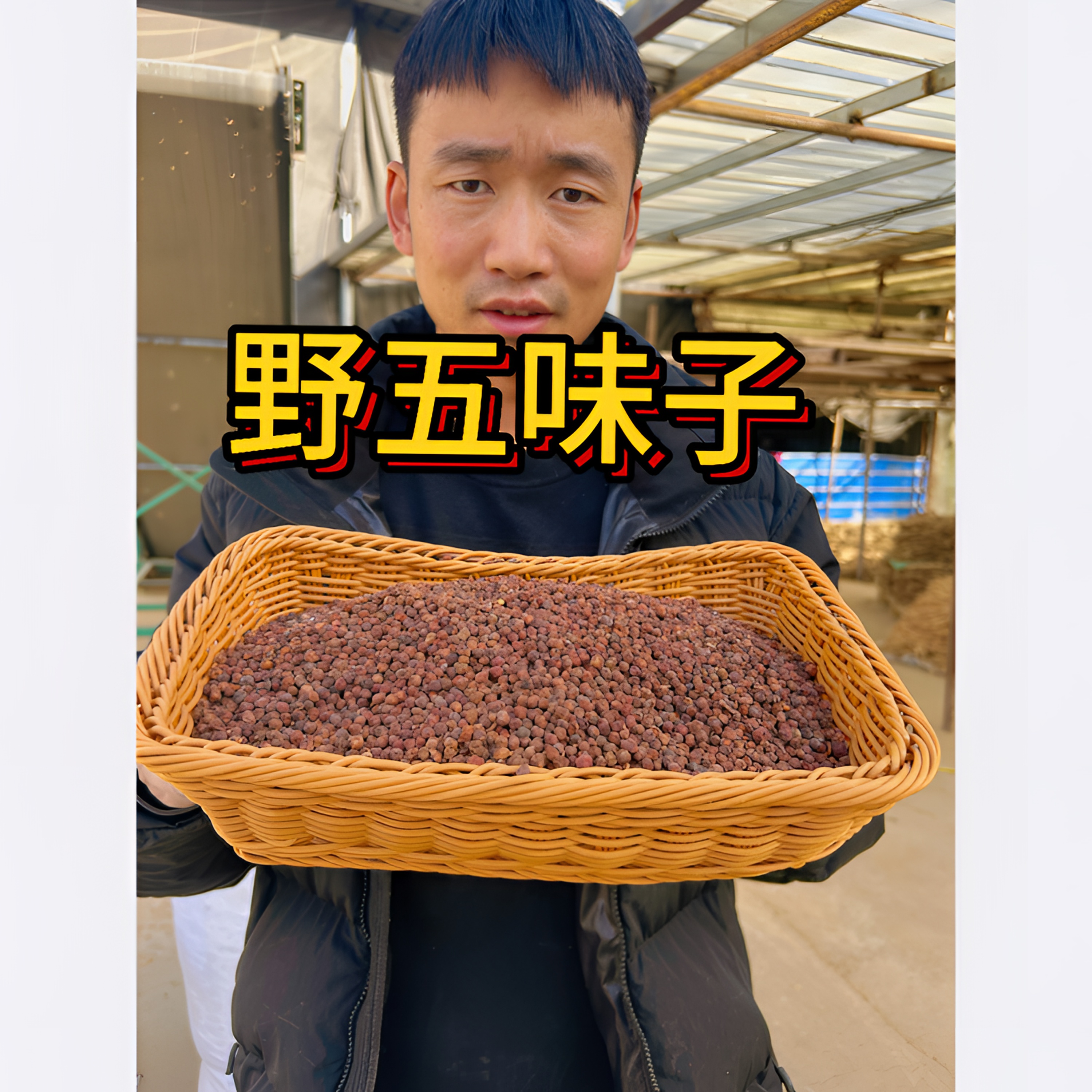 【野五味子】秦岭深山采摘五味果自然晾晒无硫新货