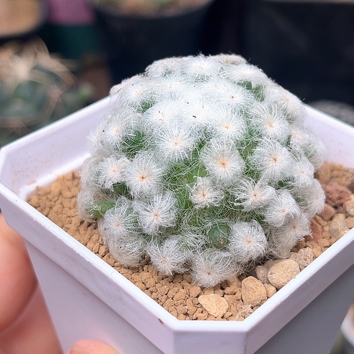 无花朵微瑕佛头白星自根5cm
