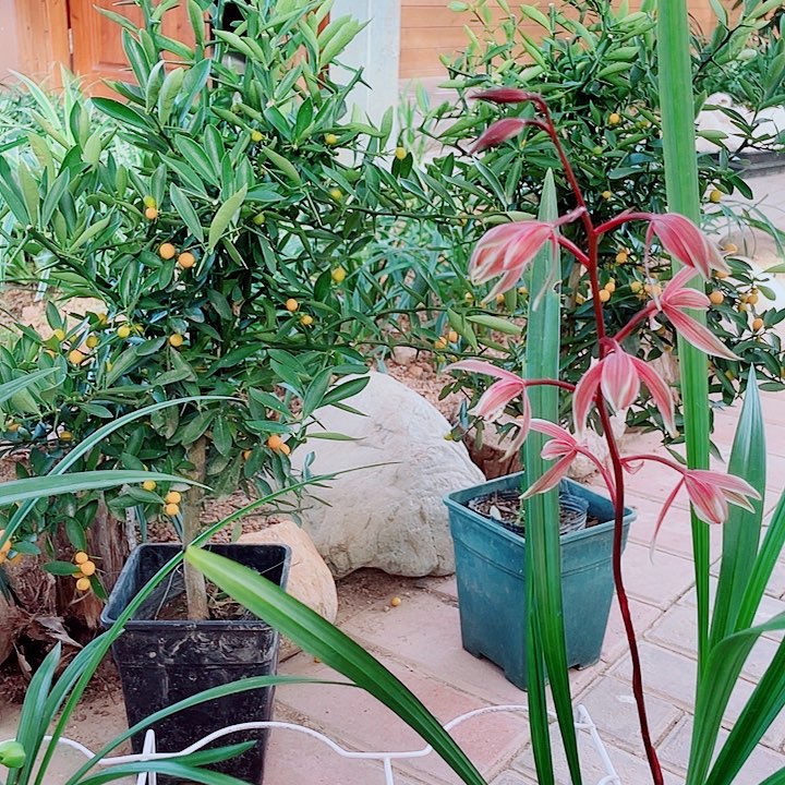 用***7无花朵一物一漂亮开花