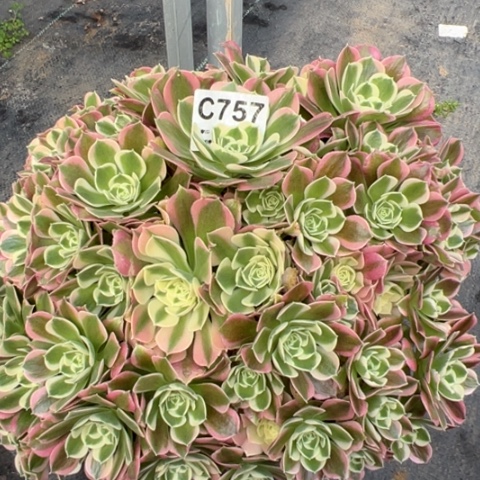 757白凤朵朵25厘米左右