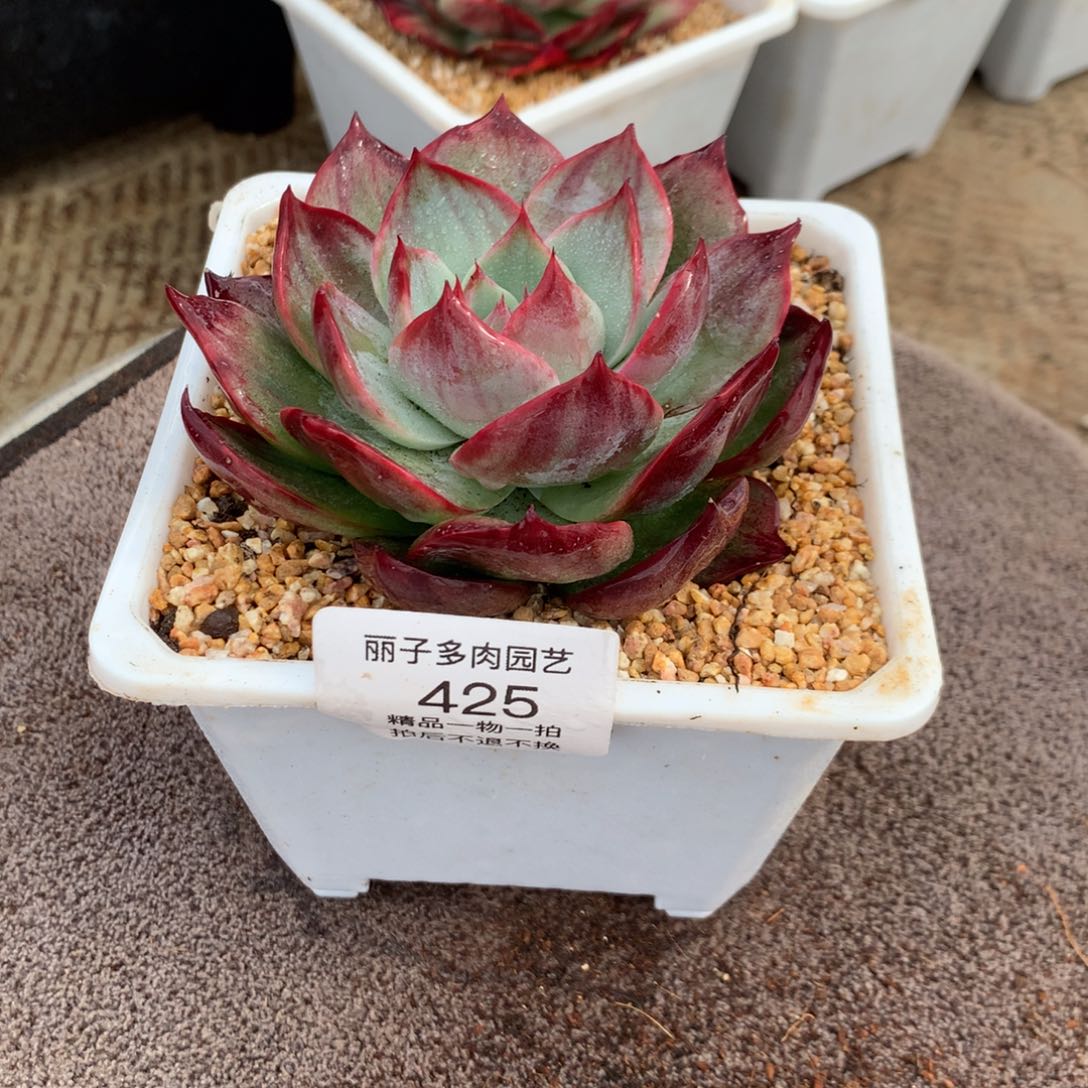 425惊鸿外翻拉丝。尺寸9。多肉植物