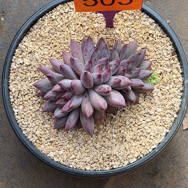 承***泽多肉植物虞美人505