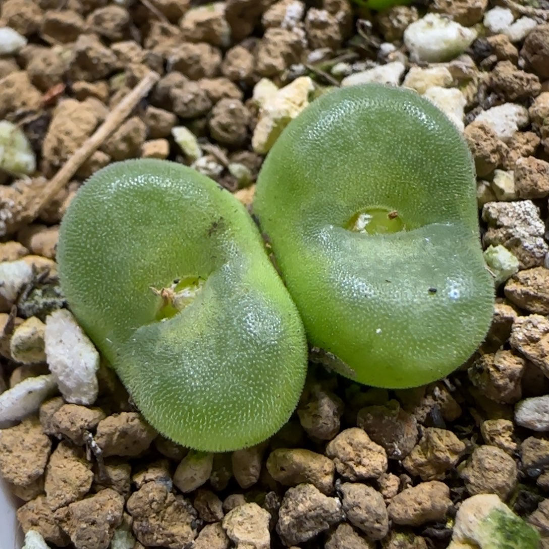 12.17。   水晶鞋。     2025