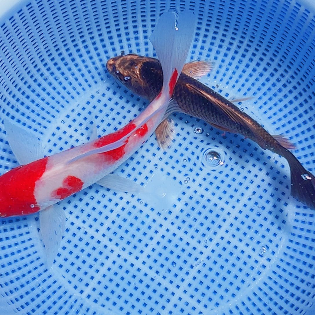 锦鲤锦鲤观赏鱼2111