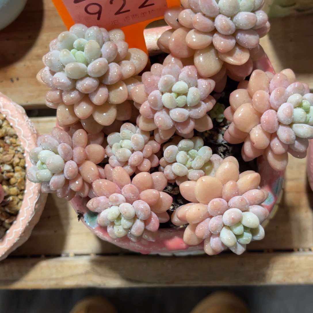 苏***荔云尘多肉一物一拍不含盆922