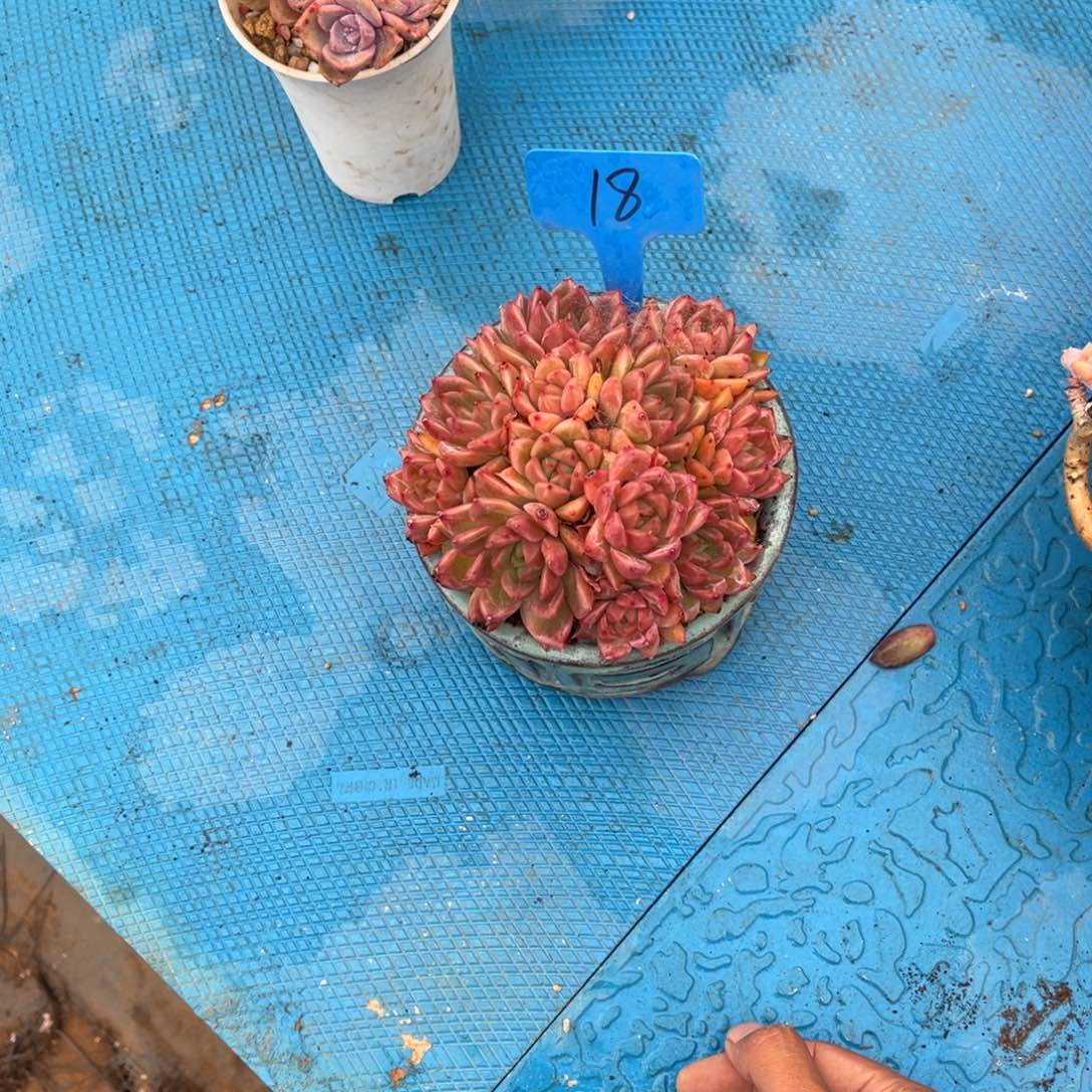 君*0018美人多肉