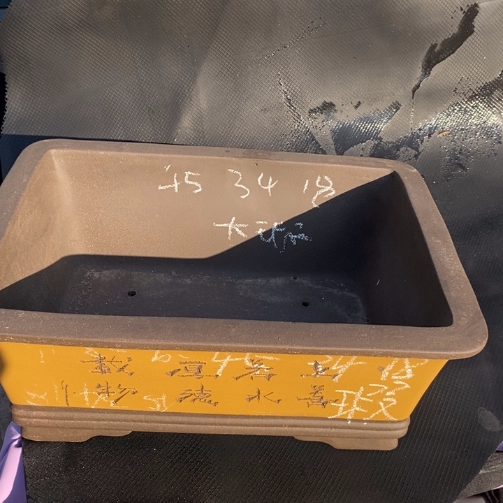 花盆紫砂只顾看电视