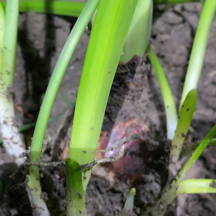 无花朵胖东朱顶红。闪亮。6.9带 大小9个测