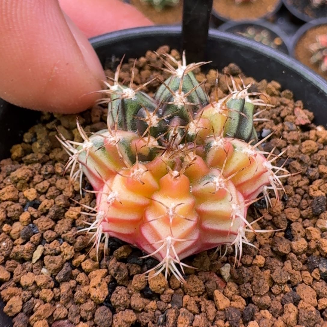 米哈洛维奇仙人球296