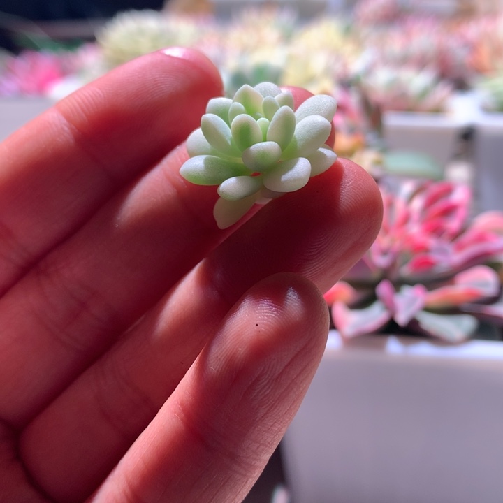 鱼子酱白覆轮锦砍头