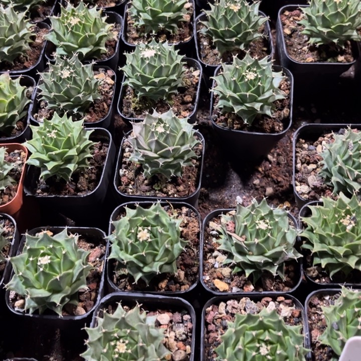 实生帝冠好养皮实好活