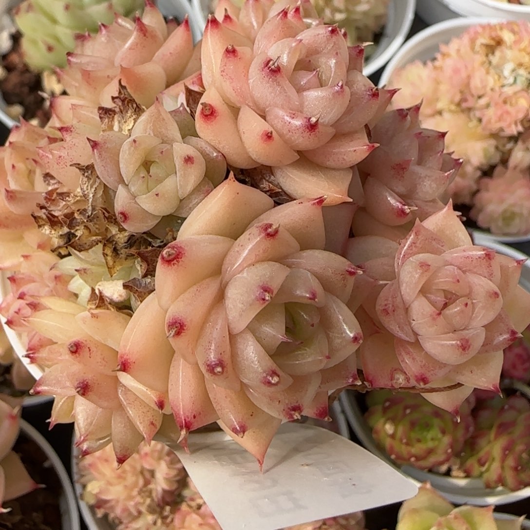 花语逸境0219-789散