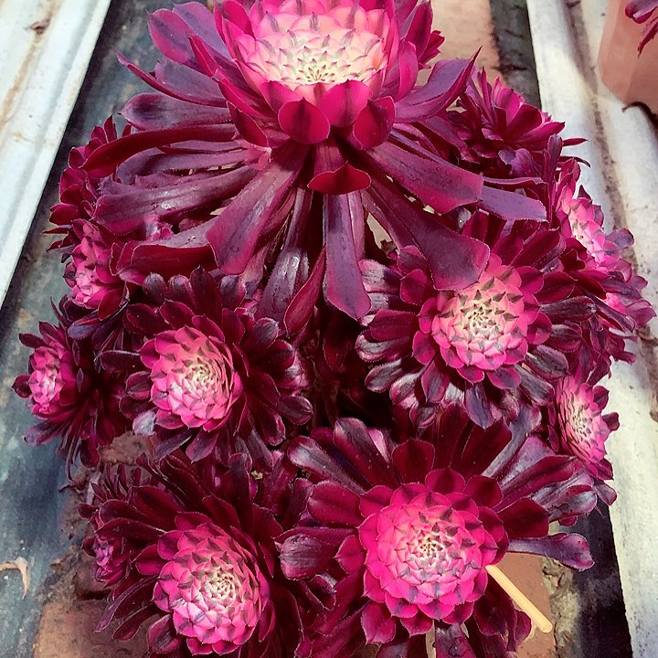 红铜白多肉植物啊啊