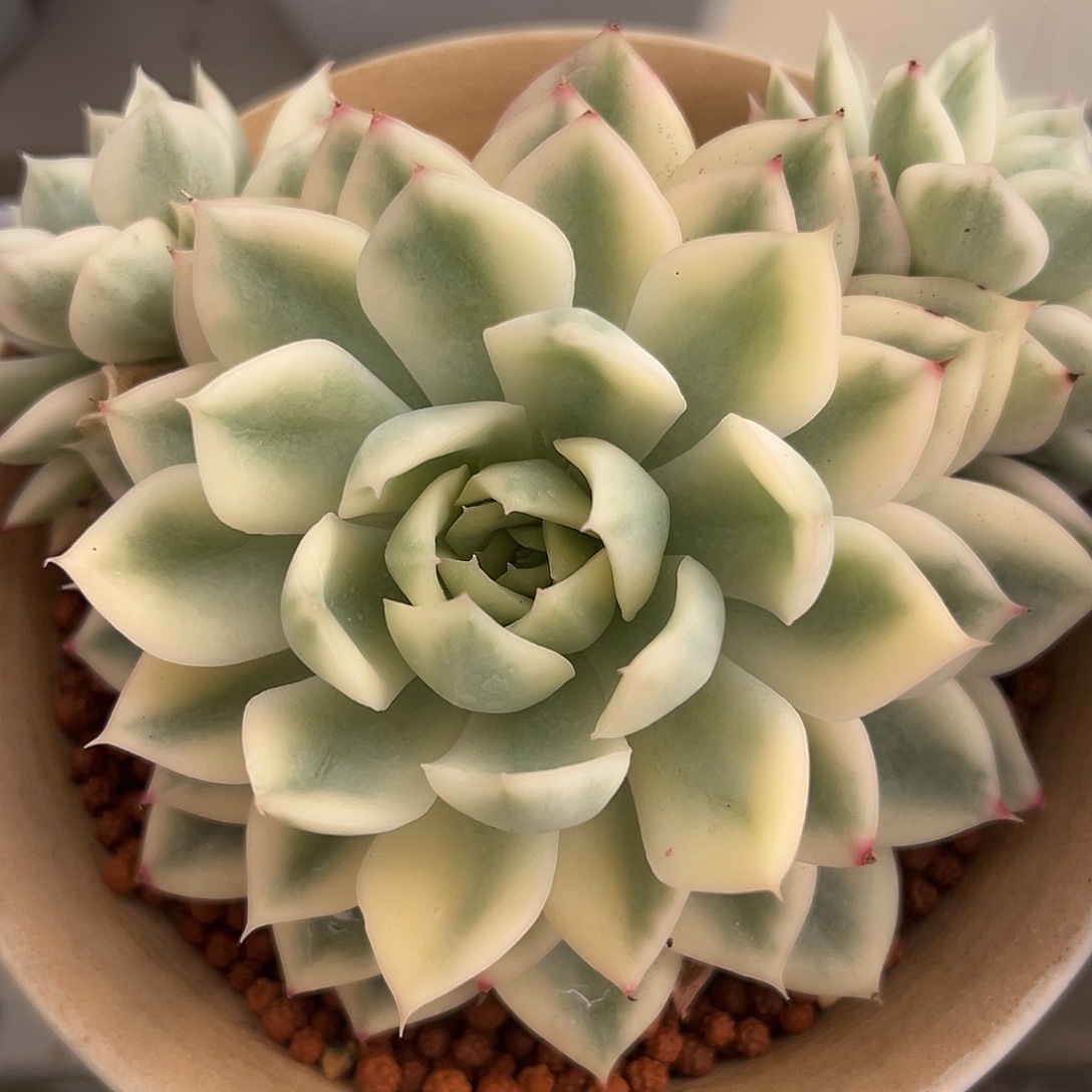 月亮仙子锦群生多肉